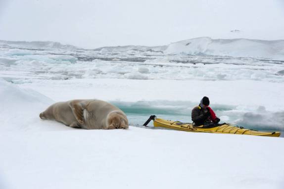 A Ana se aproxima e fotografa a foca crabeater em Kinnes Cove, na Antártida (foto de Vladimir Seliverstov)